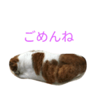 りく猫（個別スタンプ：4）