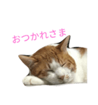 りく猫（個別スタンプ：7）