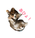 しゃけねこ（個別スタンプ：1）