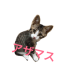 しゃけねこ（個別スタンプ：2）