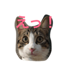 しゃけねこ（個別スタンプ：3）
