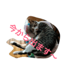 しゃけねこ（個別スタンプ：4）