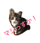 しゃけねこ（個別スタンプ：5）