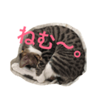 しゃけねこ（個別スタンプ：6）
