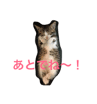 しゃけねこ（個別スタンプ：8）
