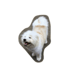 犬時々猫②（個別スタンプ：1）