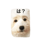 犬時々猫②（個別スタンプ：3）