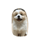 犬時々猫②（個別スタンプ：4）