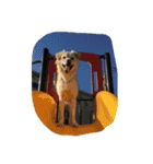 犬時々猫②（個別スタンプ：5）