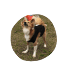 犬時々猫②（個別スタンプ：6）