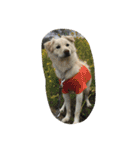犬時々猫②（個別スタンプ：7）