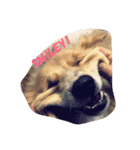 犬時々猫②（個別スタンプ：9）
