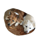 犬時々猫②（個別スタンプ：10）
