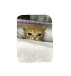 犬時々猫②（個別スタンプ：11）