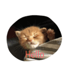 犬時々猫②（個別スタンプ：12）