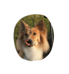 犬時々猫②（個別スタンプ：14）