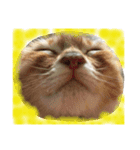 犬時々猫②（個別スタンプ：16）