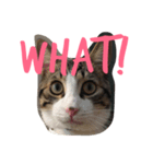 かぎしっぽ の ねこ2（個別スタンプ：3）