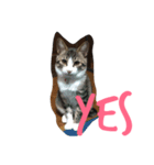 かぎしっぽ の ねこ2（個別スタンプ：4）