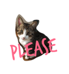 かぎしっぽ の ねこ2（個別スタンプ：5）