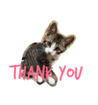 かぎしっぽ の ねこ2（個別スタンプ：6）