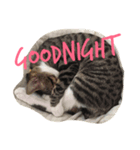 かぎしっぽ の ねこ2（個別スタンプ：8）
