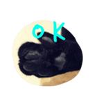 くろねこ_しぇぱーど（個別スタンプ：2）
