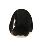 くろねこ_しぇぱーど（個別スタンプ：5）