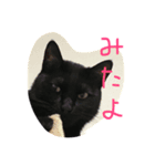 くろねこ_しぇぱーど（個別スタンプ：6）
