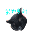 くろねこ_しぇぱーど（個別スタンプ：8）