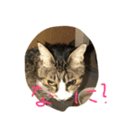 シナチク！（個別スタンプ：1）