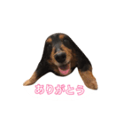 ダックスフンドのショコラ（個別スタンプ：7）