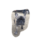 犬とか魚とか（個別スタンプ：5）