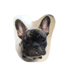 犬とか魚とか（個別スタンプ：8）