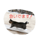 のらねこねこね（個別スタンプ：1）