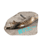 のらねこねこね（個別スタンプ：2）