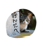 のらねこねこね（個別スタンプ：3）