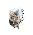 のらねこねこね（個別スタンプ：4）