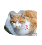 のらねこねこね（個別スタンプ：5）