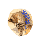 のらねこねこね（個別スタンプ：6）