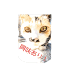 のらねこねこね（個別スタンプ：9）
