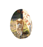 のらねこねこね（個別スタンプ：11）