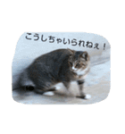 のらねこねこね（個別スタンプ：13）