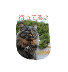 のらねこねこね（個別スタンプ：14）