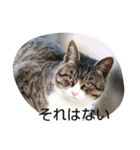 のらねこねこね（個別スタンプ：15）