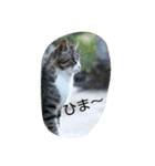 のらねこねこね（個別スタンプ：16）