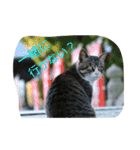 のらねこねこね（個別スタンプ：17）