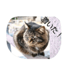 のらねこねこね（個別スタンプ：18）