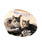 のらねこねこね（個別スタンプ：21）