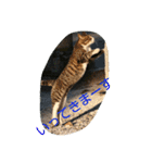のらねこねこね（個別スタンプ：24）